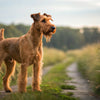 Understanding Irish Terrier Personality Traits: The Spirited Companion