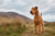 Understanding Irish Terrier Personality Traits: The Spirited Companion