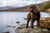 Understanding Irish Water Spaniel Personality Traits: A Comprehensive Guide