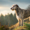 Understanding Irish Wolfhound Health Problems: A Comprehensive Guide for Responsible Owners