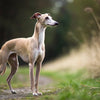 Understanding Italian Greyhound Health Problems: What Every Owner Should Know