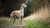 Understanding Italian Greyhound Health Problems: What Every Owner Should Know