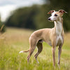 Understanding Italian Greyhound Personality Traits: The Endearing Nature of a Unique Breed