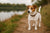 Understanding Jack Russell Terrier Temperament: A Comprehensive Guide for Dog Lovers