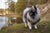 Understanding Keeshond Personality Traits and Temperament