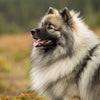 Understanding Keeshond Temperament: What Makes This Breed Special?