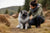 Understanding Keeshond Temperament: What Makes This Breed Special?