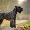 Understanding Kerry Blue Terrier Health Problems: A Comprehensive Guide for Pet Owners