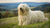 Understanding Komondor Personality Traits: The Unique Charm of the Hungarian Sheepdog
