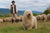 Understanding Komondor Personality Traits: The Unique Charm of the Hungarian Sheepdog