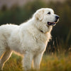 Understanding Kuvasz Personality Traits: A Deep Dive into This Majestic Breed