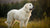 Understanding Kuvasz Personality Traits: A Deep Dive into This Majestic Breed