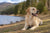 Understanding Labrador Retriever Personality Traits