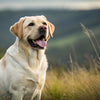 Understanding Labrador Retriever Temperament: The Perfect Family Companion