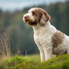 Understanding Lagotto Romagnolo Health Problems: A Comprehensive Guide