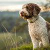 Understanding Lagotto Romagnolo Temperament: A Comprehensive Guide