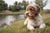 Understanding Lagotto Romagnolo Temperament: A Comprehensive Guide