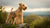Understanding Lakeland Terrier Health Problems: A Comprehensive Guide for Pet Owners