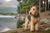 Understanding Lakeland Terrier Personality Traits