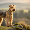 Understanding Lakeland Terrier Personality Traits: The Ultimate Guide for Dog Lovers