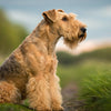 Understanding Lakeland Terrier Temperament: A Comprehensive Guide for Potential Owners