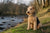 Understanding Lakeland Terrier Temperament: A Comprehensive Guide for Potential Owners