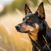 Understanding Lancashire Heeler Temperament: A Guide for Dog Lovers
