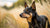 Understanding Lancashire Heeler Temperament: A Guide for Dog Lovers