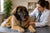 Understanding Leonberger Health Problems: A Comprehensive Guide for Pet Owners
