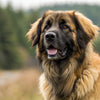 Understanding Leonberger Temperament: A Comprehensive Guide for Potential Owners