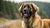 Understanding Leonberger Temperament: A Comprehensive Guide for Potential Owners