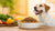 Understanding Low Protein Diets: What is a Good Low Protein Dog Food?