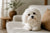 Understanding Maltese Personality Traits: The Adorable Bundle of Joy