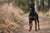 Understanding Manchester Terrier Personality Traits