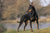 Understanding Manchester Terrier Temperament and Personality