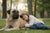Understanding Mastiff Temperament: The Gentle Giant of the Dog World