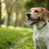 Understanding Medium Dogs: What Weight is Medium Dog?