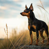 Understanding Miniature Pinscher Health Problems: A Comprehensive Guide