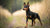 Understanding Miniature Pinscher Personality Traits: The King of Toys