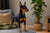Understanding Miniature Pinscher Personality Traits: The King of Toys
