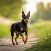 Understanding Miniature Pinscher Temperament: The Energetic Little King