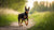 Understanding Miniature Pinscher Temperament: The Energetic Little King