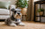 Understanding Miniature Schnauzer Personality Traits: A Comprehensive Guide