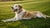 Understanding Muscle Soreness in Dogs: Do Dogs Get Sore After Exercise?