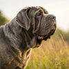 Understanding Neapolitan Mastiff Health Problems: A Comprehensive Guide for Owners