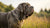 Understanding Neapolitan Mastiff Health Problems: A Comprehensive Guide for Owners