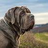 Understanding Neapolitan Mastiff Personality Traits: A Comprehensive Guide