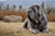 Understanding Neapolitan Mastiff Personality Traits: A Comprehensive Guide