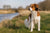 Understanding Nederlandse Kooikerhondje Personality Traits