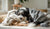 Understanding Nesting Behavior in Dogs: What It Is and Why It Matters-141234864367